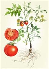 طرح جابر روش کاشت گوجه فرنگی