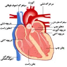 تحقیق در مورد قلب و آناتومی آن