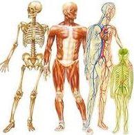 پاورپوینت حرکات اصلاحی بررسی ضعف ها و ناهنجاریهای اکتسابی دستگاه استخوانی - عضلانی و مفصلی