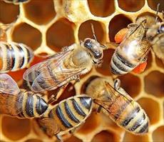 طرح توجیحی زنبور داري و پرورش زنبور عسل