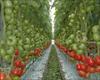 طرح توجیحی احداث گلخانه خیار و گوجه فرنگی 250 متر