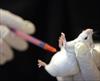 پایان نامه بررسی تغییرات بیان سایتوکاین­ها در موش­های BALB/c واکسینه­­شده با واکسن ژنی pCDNA3.1